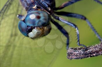 head of wild blue dragonfly brachytron pratense on a piece of branch in the bush