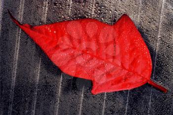 abstract red  leaf up on gray plastic box and drop