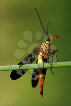 side of wild fly Mecoptera Scorpion Fly Panorpa Panorpidae on a green branch 
