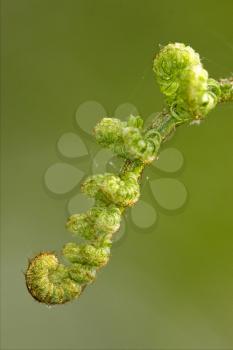 abstract flowering of a fern torsion  in the spring