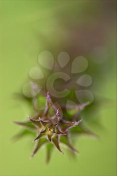 abstract flowering of a plant torsion  in the spring