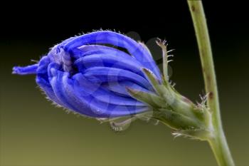 close up of a blue composite  cichorium intybus pumilium flower