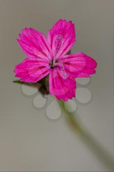 macro close of  a violet pink geranium dissectum cariofillacee in green background