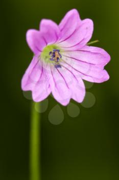 macro close of  a violet pink lavatera arborea malvacee in green background