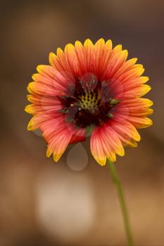 macro close up of a yellow red daisy brown background in bahamas