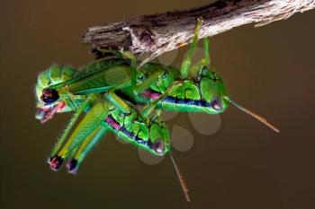 close up of two grasshopper having sex