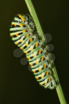 wild caterpillar of Papilio Macaone  on a green fennel branch