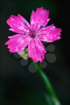 macro close of  a violet pink geranium dissectum cariofillacee in green background and drop