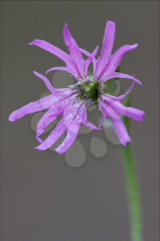 macro close up of a blue violet cariofillacee silene flos cuculi   brown  background 