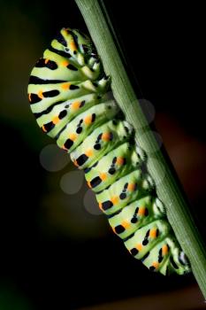 caterpillar of a Papilio Macaone on green branch