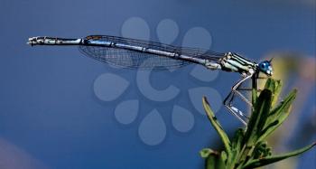 wild blue dragonfly coenagrion puella  on a piece of leaf  in the bush and sky