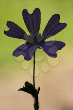 violet flower malva alcea moschata sylvestris lavatea arborea  punctata  thuringiaca
 malvacee trimestris 