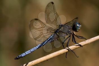 wild blue dragonfly brachytron pratense on a piece of branch in the bush