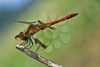 wild red dragonfly on a wood branch  in the bush and sky