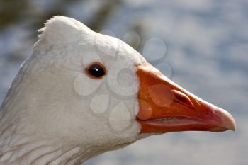 a white  duck whit black eye in buenos aires argentina
