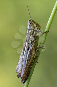 brown  grasshopper chorthippus brunneus in a green sprig 