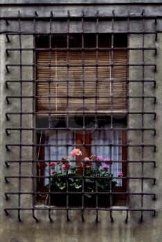   window grate  and flowers the city in mantova italy 