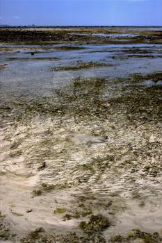  seaweed beach sky sand isle and rock in indian ocean madagascar