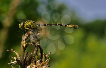 side of wild  yellow black dragonfly anax imperator on a wood branch  in the bush
