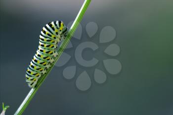 wild caterpillar of Papilio Macaone  on a green fennel branch