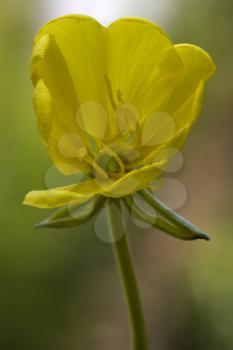  yellow flower oenothera biennis onagracee stricta parviflora erythrosepala crocifere
salicina senecio eurucifolius jacobaea erraticus delphinifolius