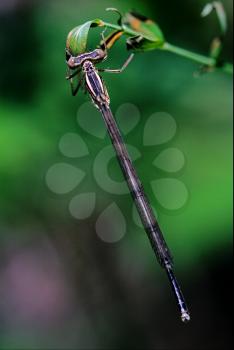 wild blue dragonfly coenagrion puella on a piece of branch in the bush