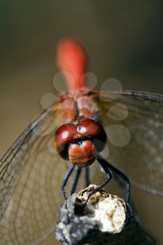 front of wild red yellow dragonfly on a wood branch  in the bush