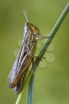 brown  grasshopper chorthippus brunneus in a green sprig