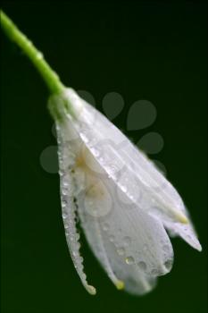 white flower allium ursinum wild garlic liliacee in green