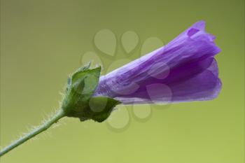 violet flower malva alcea moschata sylvestris lavatea arborea  punctata  thuringiaca
 malvacee trimestris 