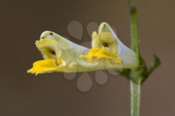 yellow flower medicago falcata leguminose