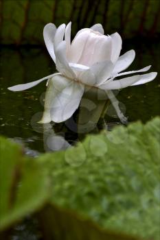 white nymphaea alba nympheacee nuphar leteum  in the garden of pamplemousses mauritius