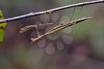close up of wild side of praying mantis mantodea on a green brown branch in the bush