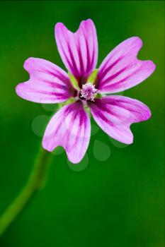violet flower malva alcea moschata sylvestris lavatea arborea  punctata  thuringiaca
 malvacee trimestris