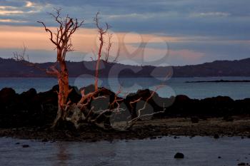 sunset red stone tree hill in a brown beach in nosy be  madagascar