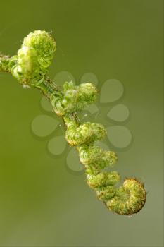 abstract flowering of a fern torsion  in the spring