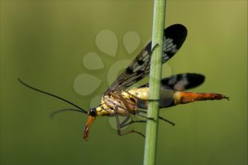 side of wild fly Mecoptera Scorpion Fly Panorpa Panorpidae on a green branch 
