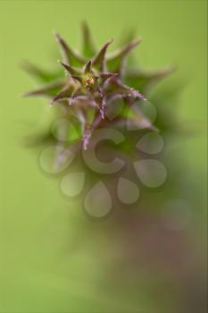 abstract flowering of a plant torsion  in the spring