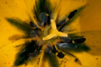 close up of a papaveracee papaver rhoeas argemone setigerum hybridum 