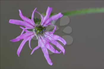 macro close up of a blue violet cariofillacee silene flos cuculi   brown  background 