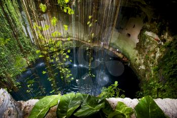 cenote ill kill mexico the plant and the water in the hole