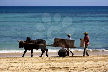 hand cart  people dustman lagoon worker animal and coastline in madagascar nosy be 