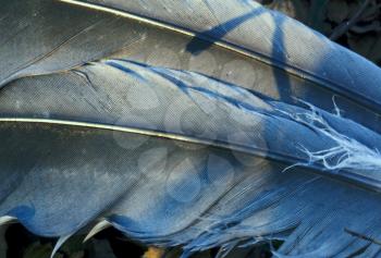feather front of little  crow plumage blue and abstract light