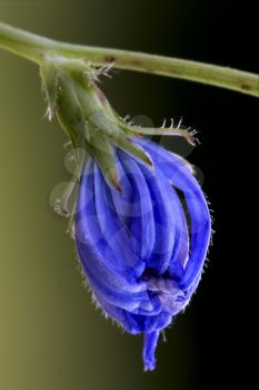 flower close up of a blue composite  cichorium intybus pumilium 