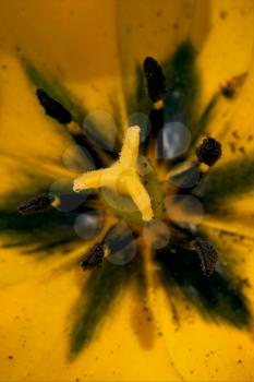 close up of a papaveracee papaver rhoeas argemone setigerum hybridum