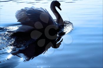 side of little white swan    black eye in the river ticino italy