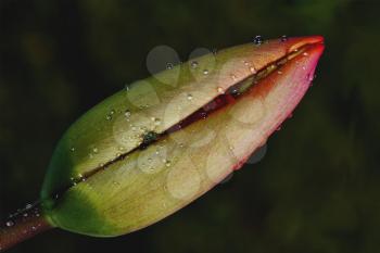 close up of a papaveracee papaver rhoeas argemone setigerum hybridum  and a fly
