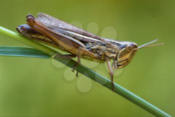 brown  grasshopper chorthippus brunneus in a green sprig