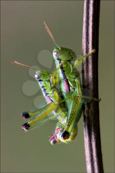 close up of two grasshopper Orthopterous having sex on a piece of branch in the bush