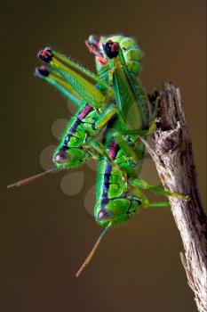 two grasshoper in love on a tree
